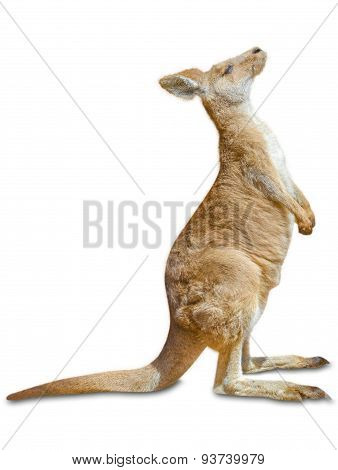 Kangaroo standing