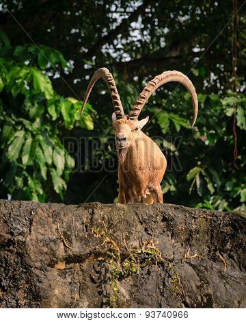 One Male Goat Animal With Big Horns