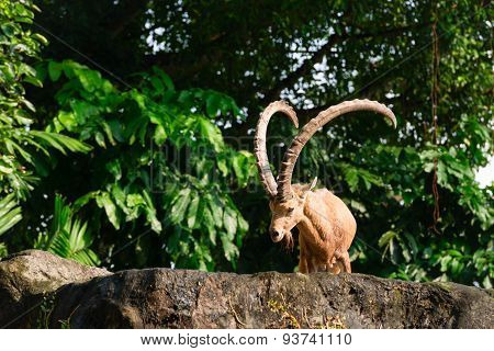 One Male Goat Animal With Big Horns