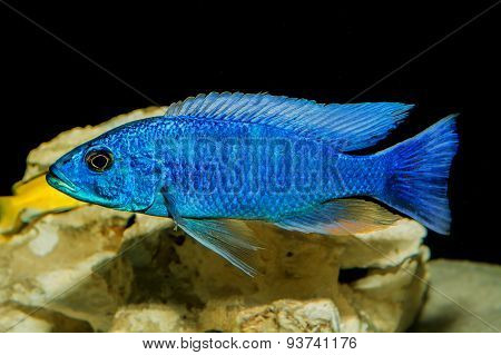 Cichlid Fish