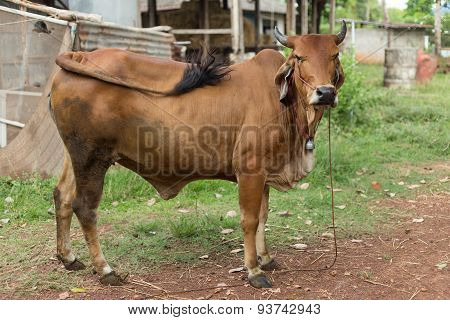 Cow Brown