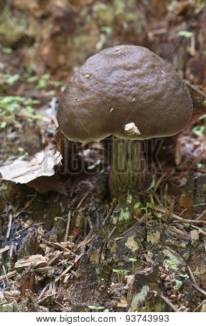Deer Mushroom