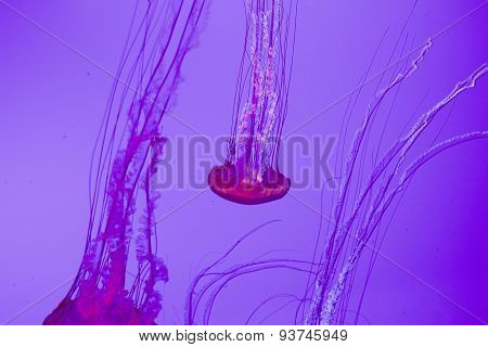 Jellies