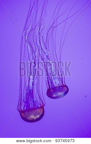 Jellies Movement