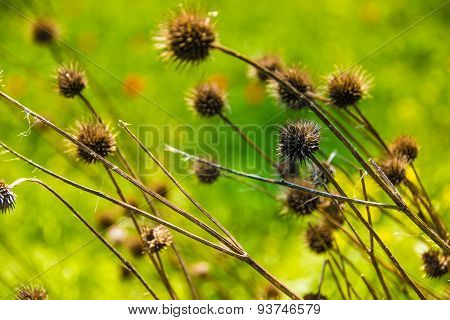 Burr weed, plant