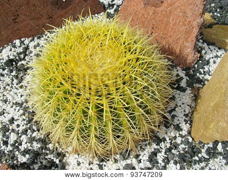 The Golden ball or barrel cactus