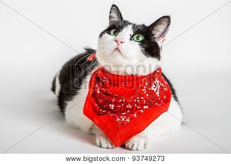 Cat with bandana