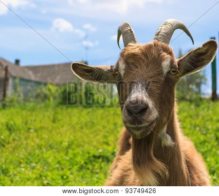 Haired Goat On The Farm Close Up