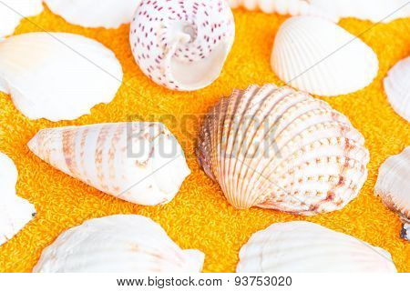 Seashells