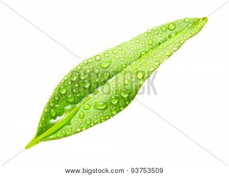 Tea tree (Thea sinensis). The leaves have been used in alternative medicine and other medical systems to treat asthma, angina pectoris, peripheral vascular disease, and coronary artery disease.