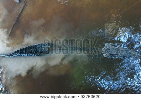 Caiman Camouflaged In The Water, Bolivia