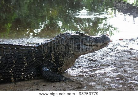 Caiman (caimaninae) At Madidi National Park, Bolivia
