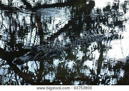Caiman Camouflaged In The Water, Bolivia