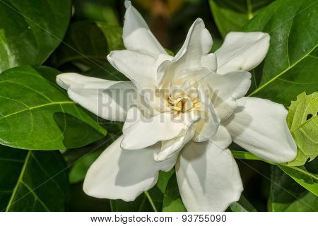 Gardenia Jasminoides In The Garden