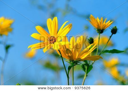 Topinambur flor