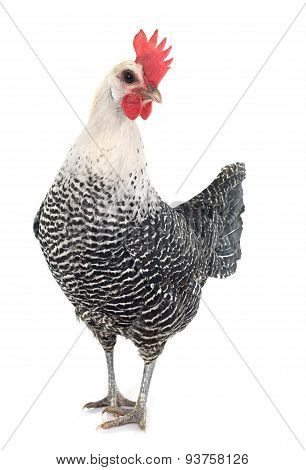 Braekel Chicken