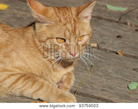 Young Tabby Cat