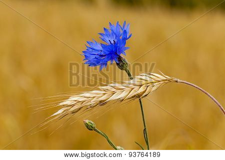 mature wheat