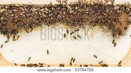 Natural Wax Foundation With Bees