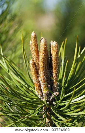 fir-tree sprouts