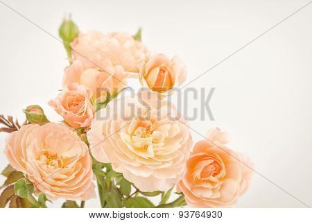 Pink Roses On Plant