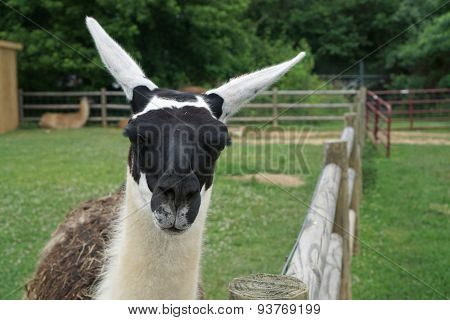 Llama saying hello
