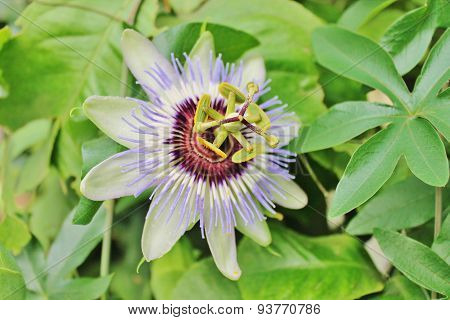 Multi Colored Passiflora Passion fruit Flower Macro