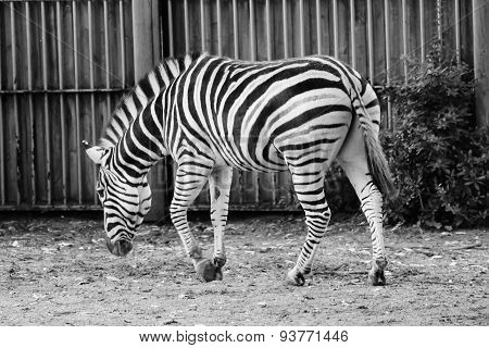 Black And White Zebra At Zoo