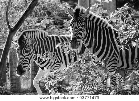 Black And White Zebra At Zoo