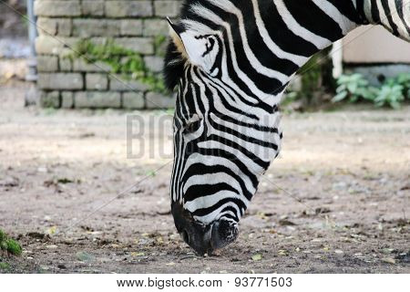 Black And White Zebra At Zoo