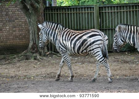 Black And White Zebra At Zoo
