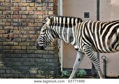 Black And White Zebra At Zoo