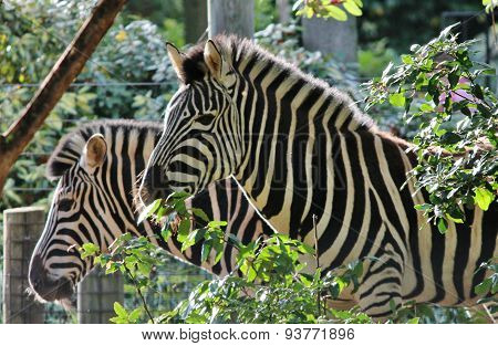 Black And White Zebra At Zoo