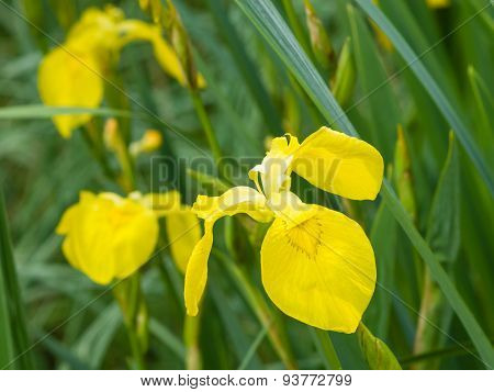 Yellow Flag Iris Pseudacorous Macro Selective Focus, Shallow Dof