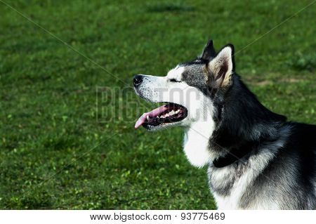 dog husky