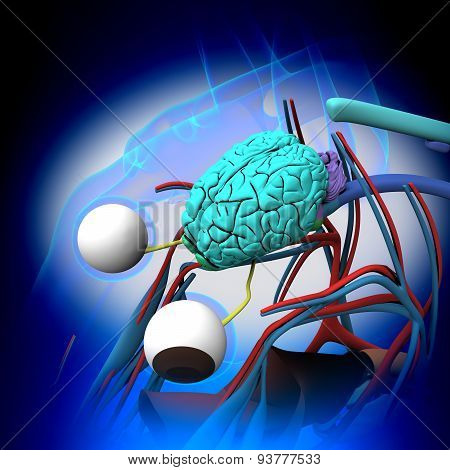 Horse Brain Anatomy - Cross-section On Blue Background