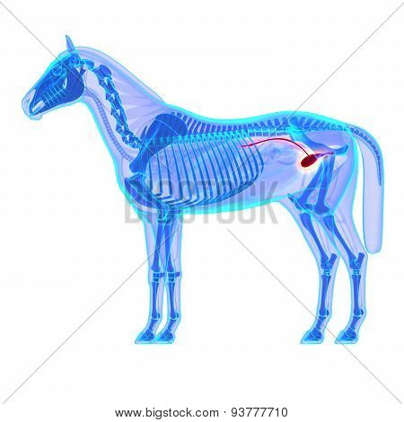 Horse Bladder Urethra - Horse Equus Anatomy - Isolated On White