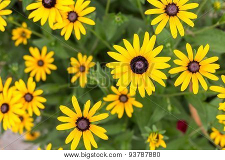 bouquet of yellow daisies in the foliage