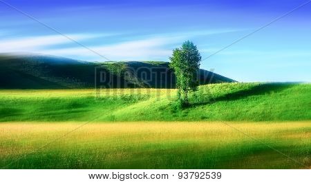 Lonely Birch In The Valey.