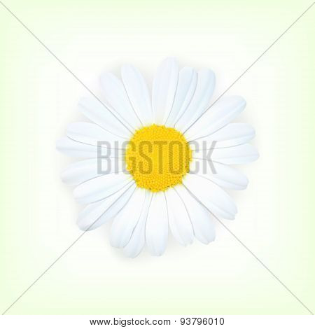 Chamomile