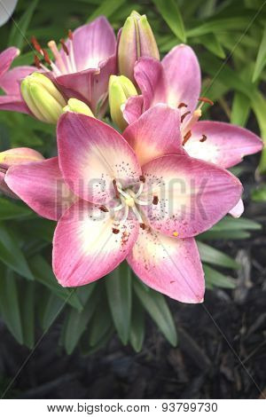 Asiatic Lily