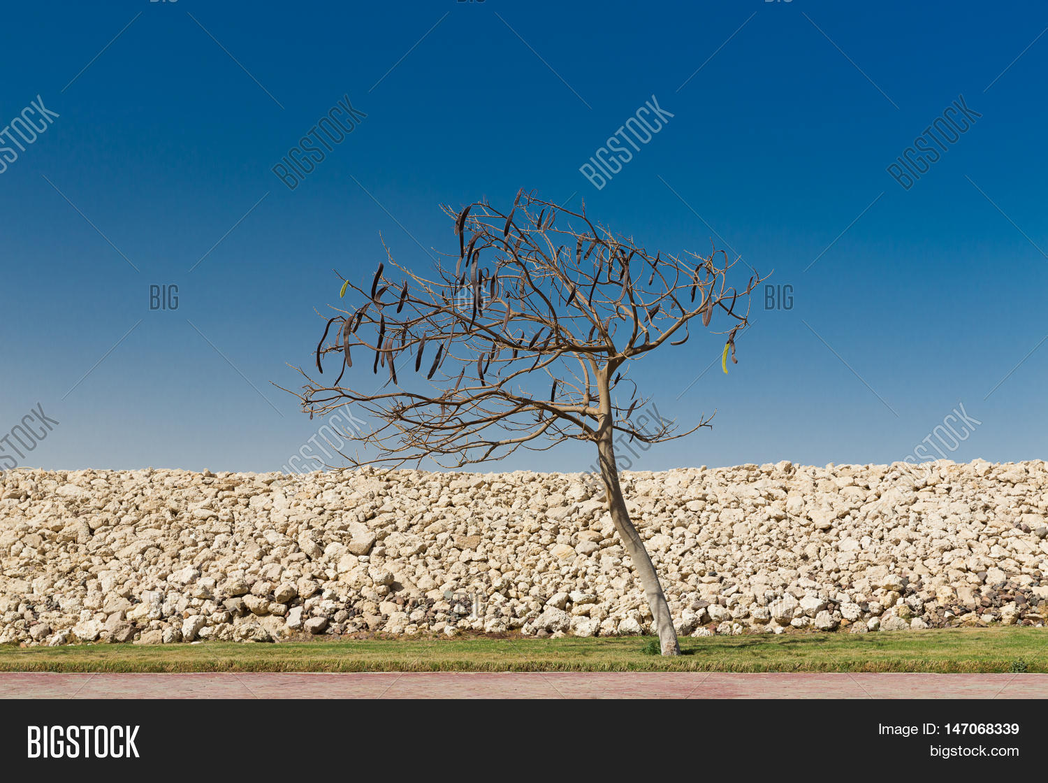 Egyptian Acacia. Image & Photo (Free Trial) Bigstock