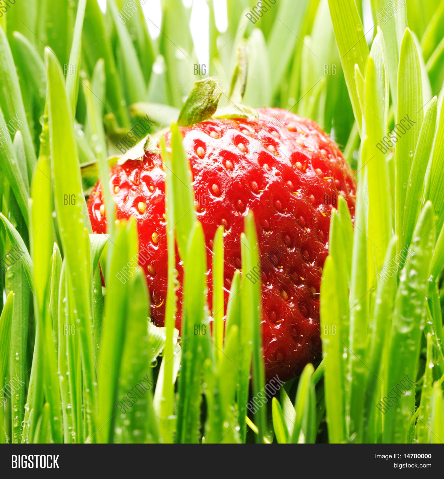 Клубника ксанта описание сорта фото отзывы. Клубничный фон. Strawberry spring. Клубника. Клубника фон.