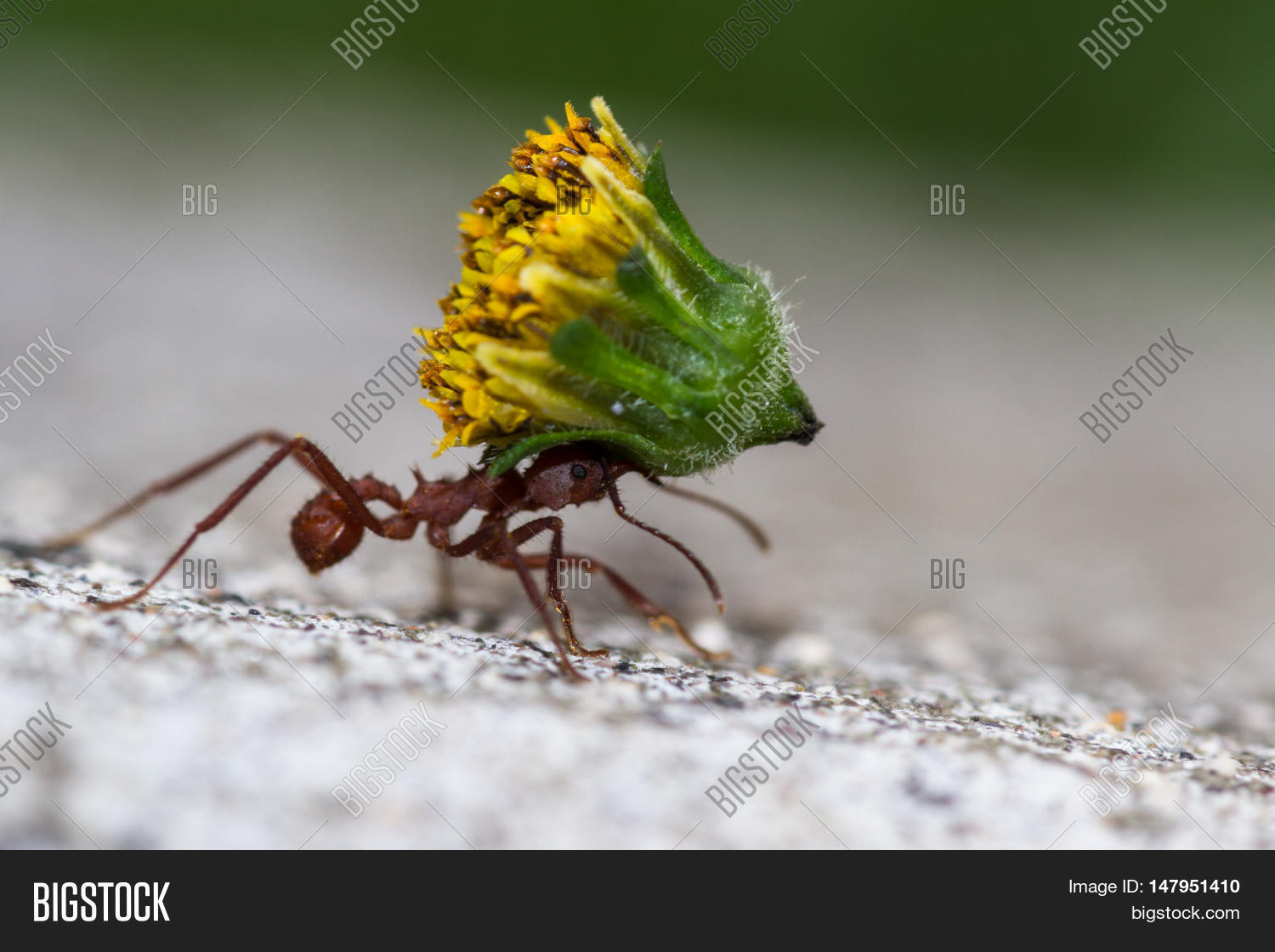 Leafcutter Ant Heavy Load Image & Photo Bigstock