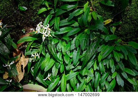 White flower on green mos with sun light.