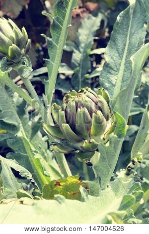 Artichoke (bud) growing on the field. Close up of green cynara. Agriculture homegrown food vegetables sustainable household concept. Coloring and processing photo