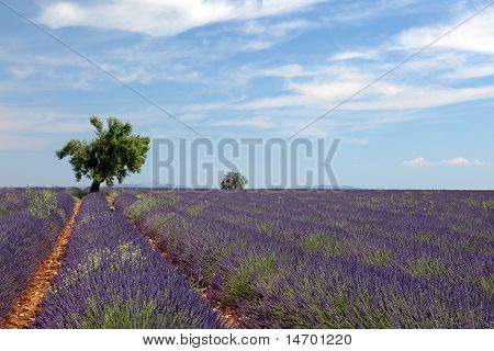 Baum im Lavendelfeld