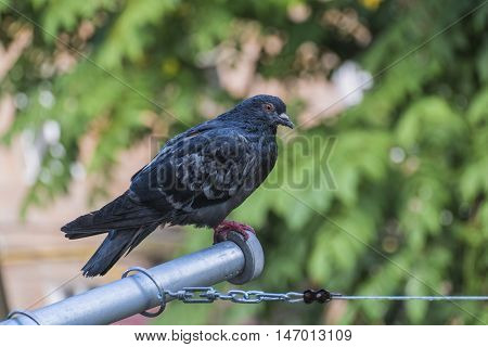 Dove sitting on a stick for clothes