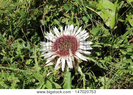 Silver Thistle (Carlina acaulis) in Lechtal Valley. Tirol