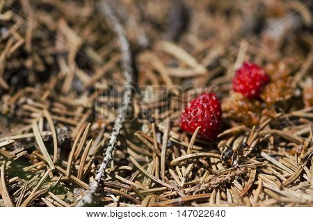 Ant and two wild strawberries. Selective focus